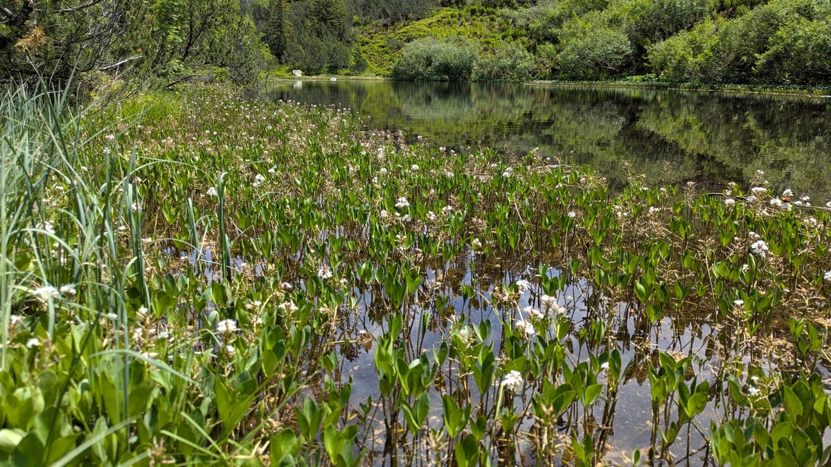 Kahlschlag im Naturschutz