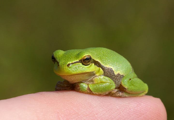 Der Laubfrosch