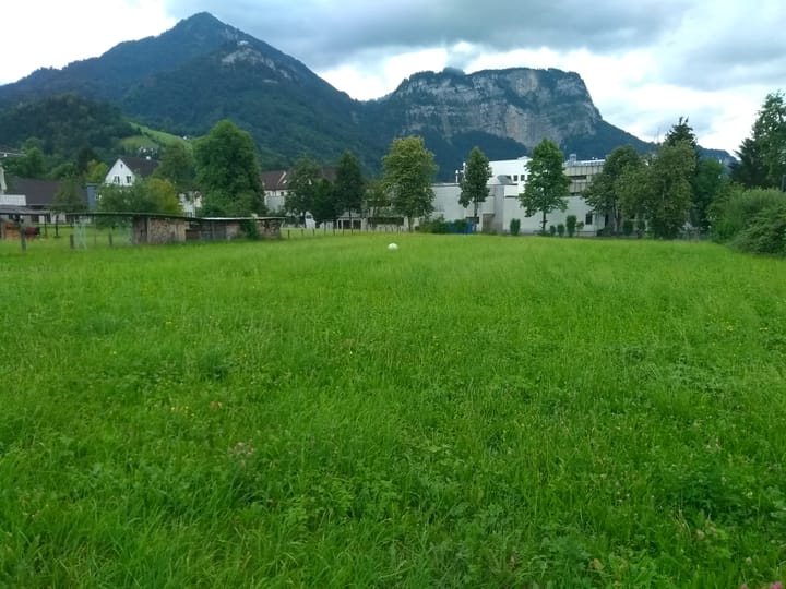 Teuerstes Gras und kein Ende