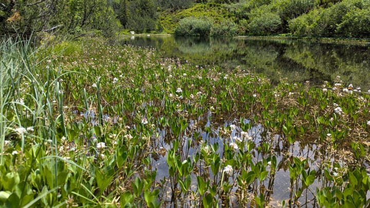 Kahlschlag im Naturschutz